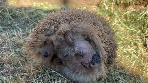 A dead hedgehog on the ground with flies buzzing around it. Close-up Stock Footage 333348803