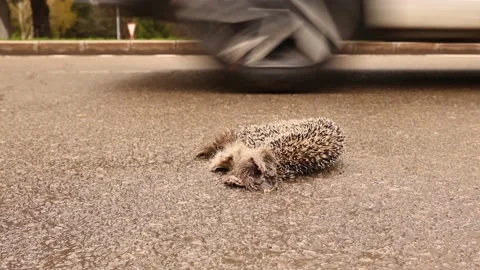 Dead hedgehog. Hedgehog was hit by a car on the street, highway. Urban Wildlife Stock Footage 194420734