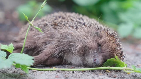 Dead Hedgehog Lying on Roadside Ground Among Green Plants | Parallax Macro Close 스톡 동영상 334802412