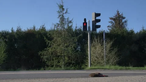 Dead Hedgehogs Laying on the Asphalt Road Being Killed by a Car Stock Footage 248603479
