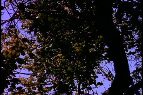 Dead Homo habilus Stock Footage 86752684