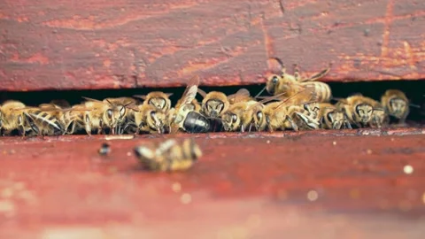 Dead honey bee in front of hive Stock Footage 230031289