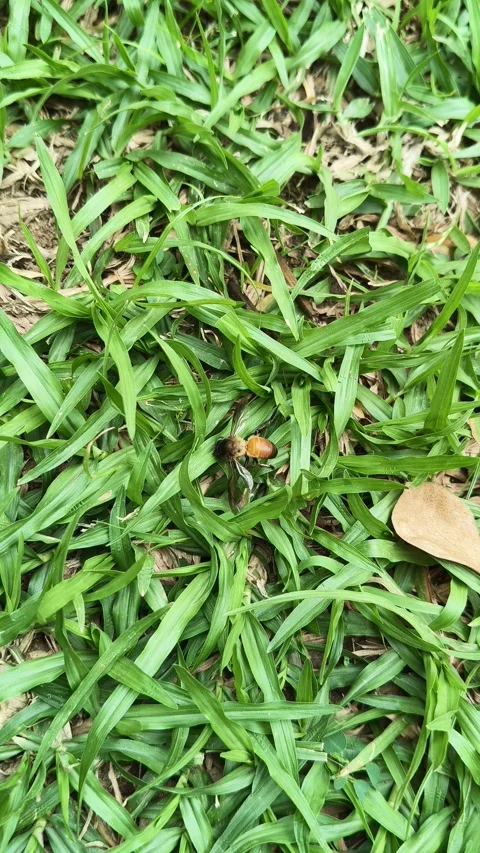 A Dead honey bee on green grass. Video stock 333684248