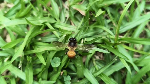 A Dead honey bee on green grass. Vidéo 333684252