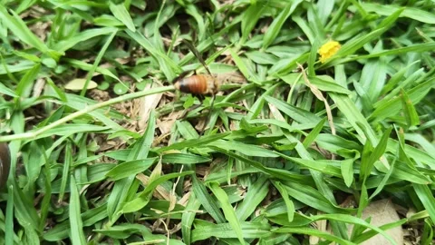 A Dead honey bee on green grass. Vidéo 333684253