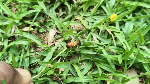 A Dead honey bee on green grass. Vidéo 333684257