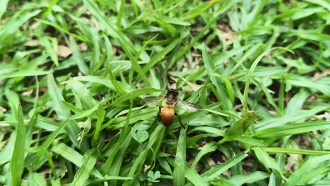 A Dead honey bee on green grass. Vidéo 333684264