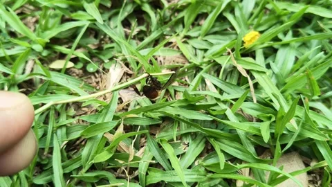 A Dead honey bee on green grass. Vidéo 333684357