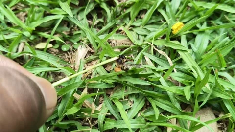 A Dead honey bee on green grass. Vidéo 333684370