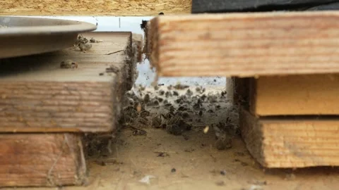 Dead Honey Bees Accumulating Inside a Wooden Beehive Stock Footage 343885662