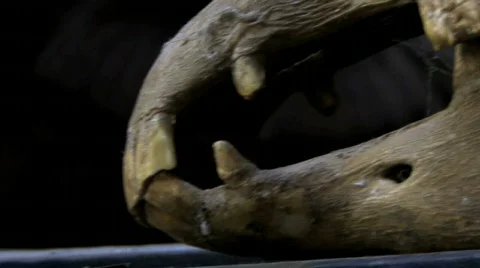 Dead Horse 動画素材 506165
