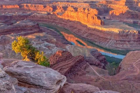 Dead Horse Point Juniper Tree Golden Hour Stock Photos