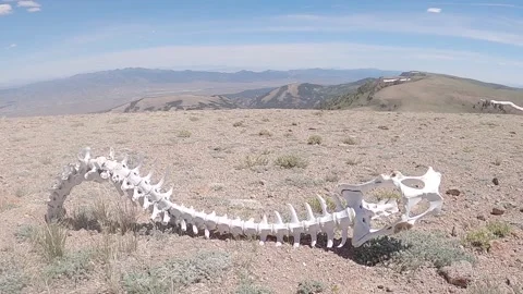 Dead Horse Skeleton: Spine Attached to Skull On Mountain Peak Overlooking Valley Stock Footage 146087088