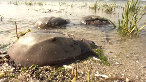 Dead horseshoe crabs float at the edge of the water. Stock Footage 341488103