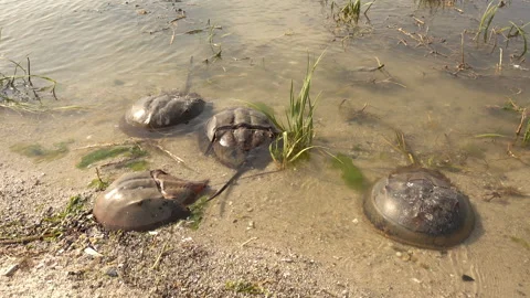 Dead horseshoe crabs float at the water's edge. Stock Footage 341487977