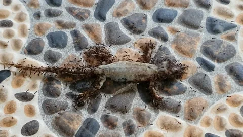 A dead house lizard on the coral-brushed carport surface and is already sur.. Stock Footage 307088038
