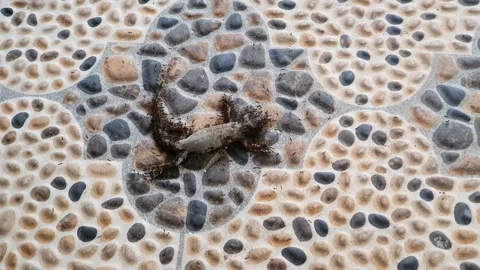 A dead house lizard on the coral-brushed carport surface and is already sur.. Stock Footage 307088042