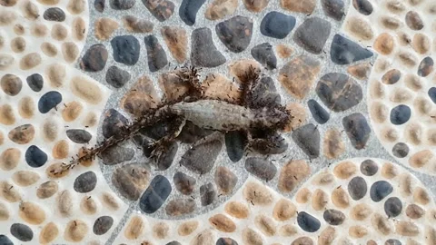 A dead house lizard on the coral-brushed carport surface and is already sur.. 스톡 동영상 307088048