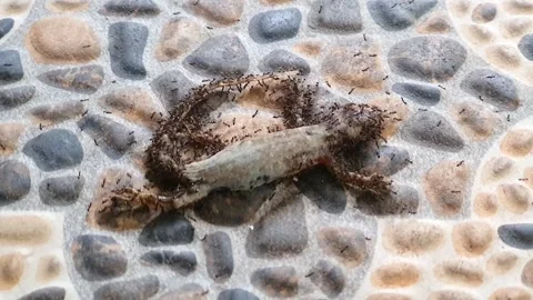 A dead house lizard on the coral-brushed carport surface and is already sur.. Stock Footage 307088085
