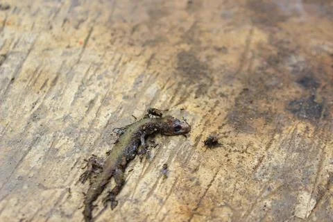 Dead house lizard lying on the sidewalk	 Stock Photos