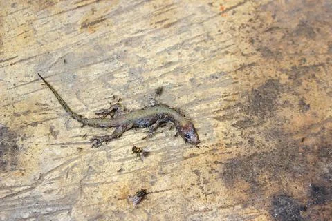Dead house lizard lying on the sidewalk	 Stock Photos