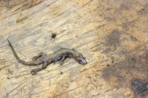 Dead house lizard lying on the sidewalk	 Stock Photos