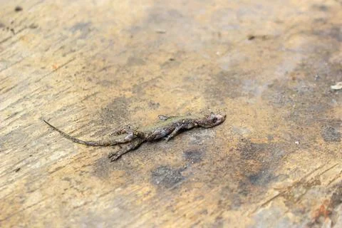 Dead house lizard lying on the sidewalk	 Stock Photos