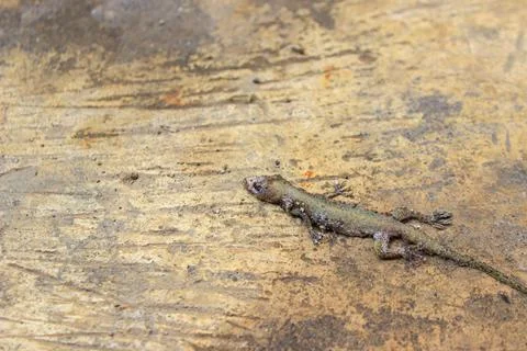 Dead house lizard lying on the sidewalk	 Stock Photos