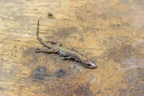 Dead house lizard lying on the sidewalk	 Stock Photos