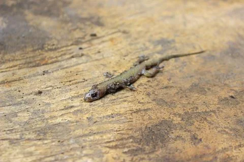 Dead house lizard lying on the sidewalk	 Stock Photos