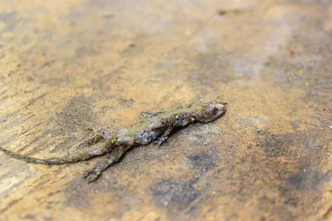 Dead house lizard lying on the sidewalk	 Stock Photos