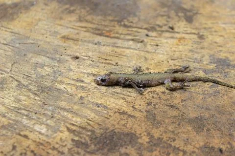 Dead house lizard lying on the sidewalk	 Stock Photos