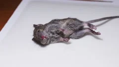 Dead mouse caught in snap trap on white background, closeup Stock