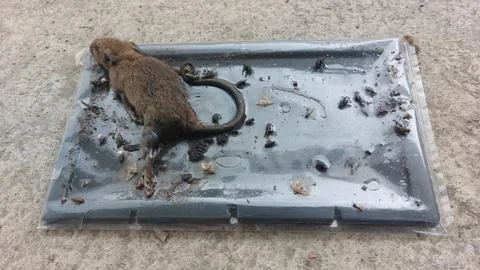 A Dead House Mouse Caught on a Sticky Glue Trap Foto stock