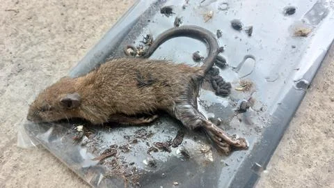 A Dead House Mouse Caught on a Sticky Glue Trap Stock Photos