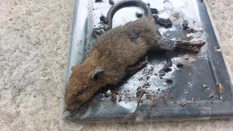 A Dead House Mouse Caught on a Sticky Glue Trap Stock Photos