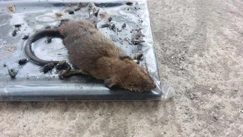 A Dead House Mouse Caught on a Sticky Glue Trap Stock Photos
