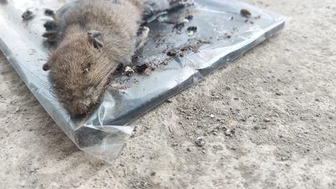 A Dead House Mouse Caught on a Sticky Glue Trap Stock Photos