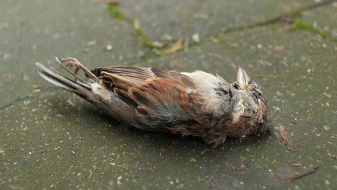 Dead House Sparrow, lying on the pavement 動画素材 76584629