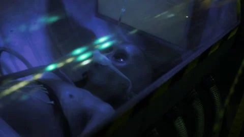 Dead humanoid alien lying on the table Stock Footage 103454661