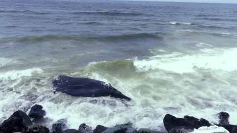 Dead humpback Whale Stock Footage 201391515