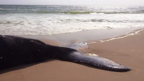A dead humpback whale lying on an abandoned beach along the Atlantic Ocean Видео 104044553
