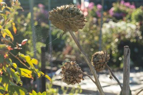 Dead hydrangeas with spider webs Stock Photos