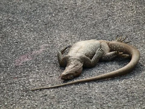 Dead iguana 스톡 사진