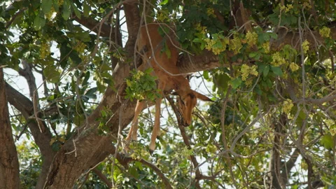 Dead Impala carcass hanging up in a tree, Botswana, Chobe NP, 4K Stock Footage 334370840