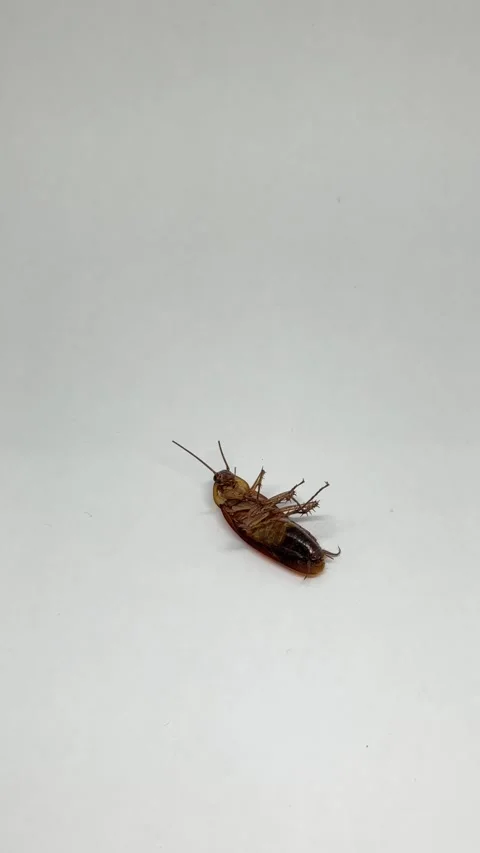 Dead Insect Close Up. Cockroach on White Studio Background. Stock Footage 327550372