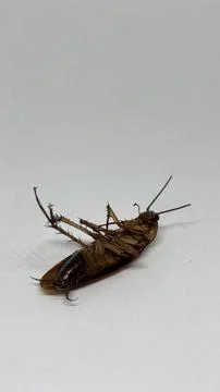 Dead Insect Close Up. Cockroach on White Studio Background. Stock Photos