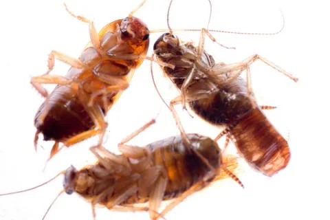 Dead insect cockroach bug 스톡 사진