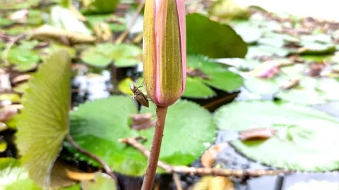Dead insect corpse clinging Vídeos de archivo 192181028