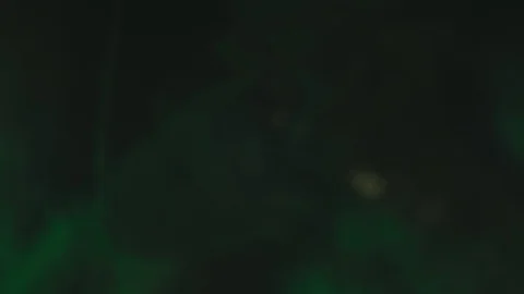 Dead insect (German cockroach). High magnification video Video stock 91235524